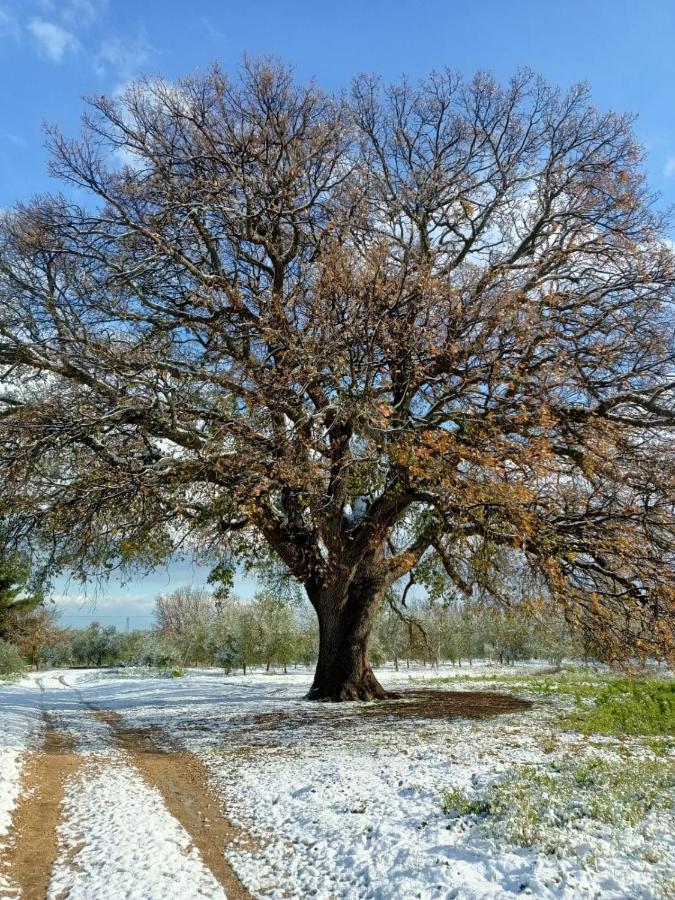 L'Antica Quercia Affittacamere Andria Esterno foto