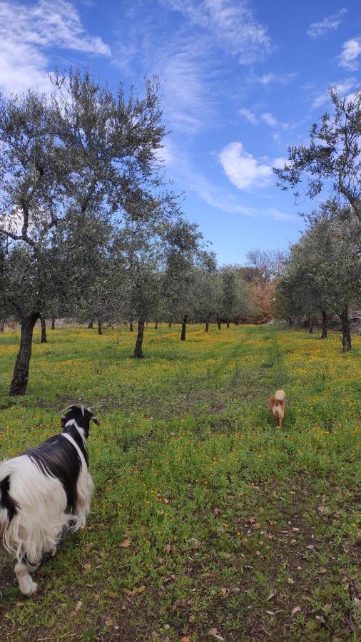 L'Antica Quercia Affittacamere Andria Esterno foto